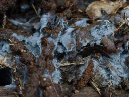 Byssocorticium atrovirens