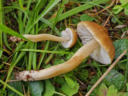 Hygrocybe ingrata