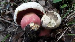 Rubroboletus satanas