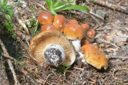 Cortinarius turmalis