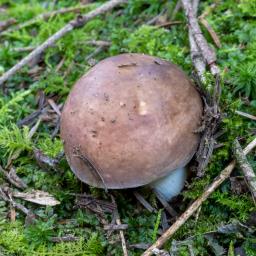 Russula integra