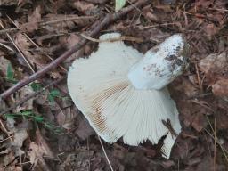 Russula delica