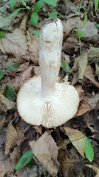 Russula grata