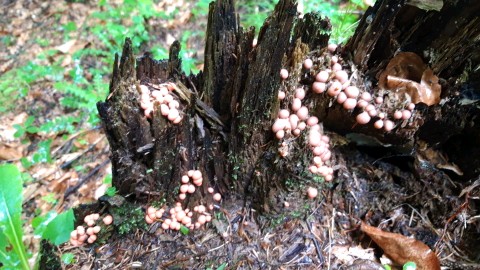 Lycogala epidendrum