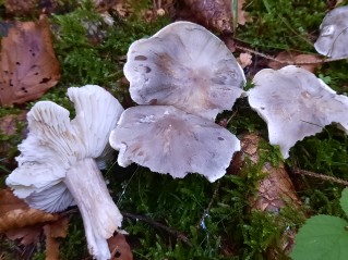 Tricholoma saponaceum