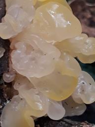 Tremella mesenterica