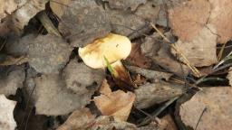 Cortinarius trivialis