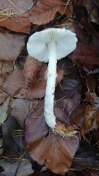 Lepiota clypeolaria