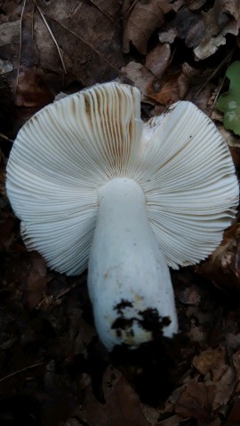 Russula galochroa