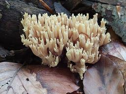 Ramaria stricta