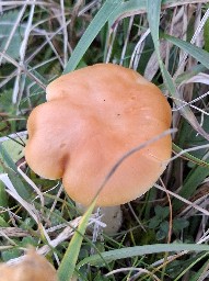 Cuphophyllus pratensis