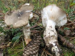 Hygrophorus latitabundus