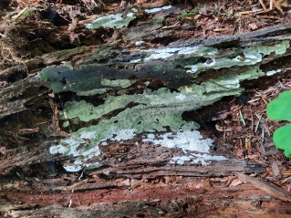 Physisporinus vitreus