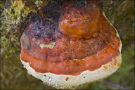 Fomitopsis pinicola