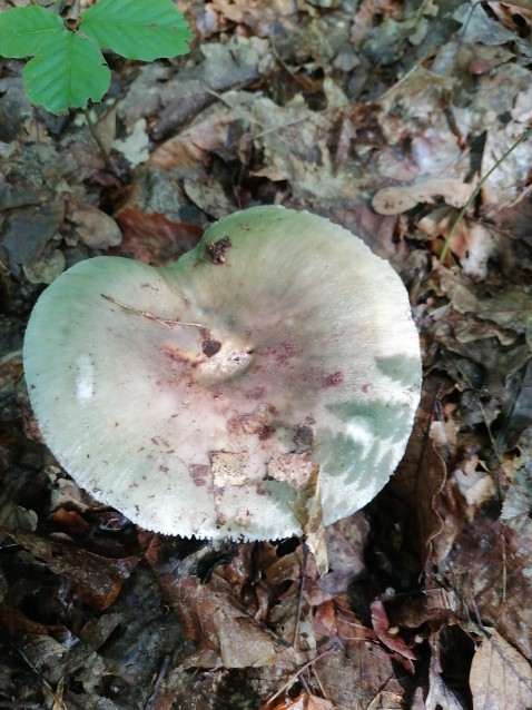 Russula heterophylla