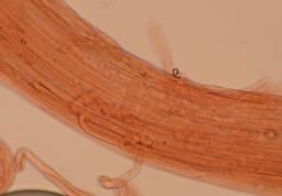 Pseudosperma obsoletum