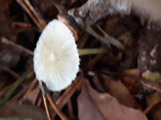 Mycena epipterygia