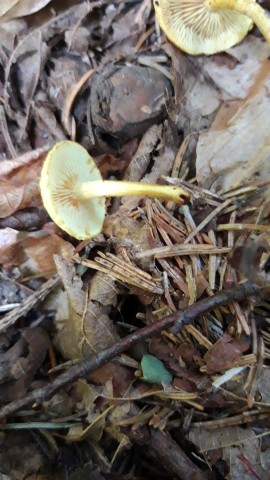 Pholiota tuberculosa