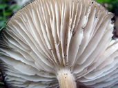 Megacollybia platyphylla