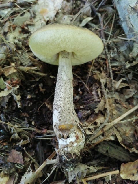 Leccinum scabrum