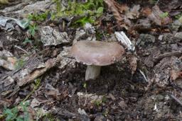 Lactarius luridus