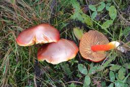 Hygrocybe punicea