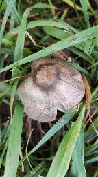 Coprinopsis atramentaria