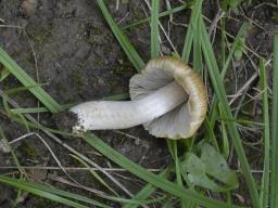 Pseudosperma spurium