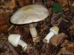 Agaricus sylvicola