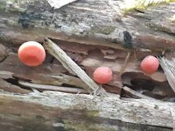 Lycogala epidendrum