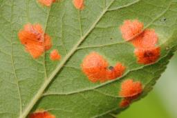 Polystigma rubrum subsp. rubrum