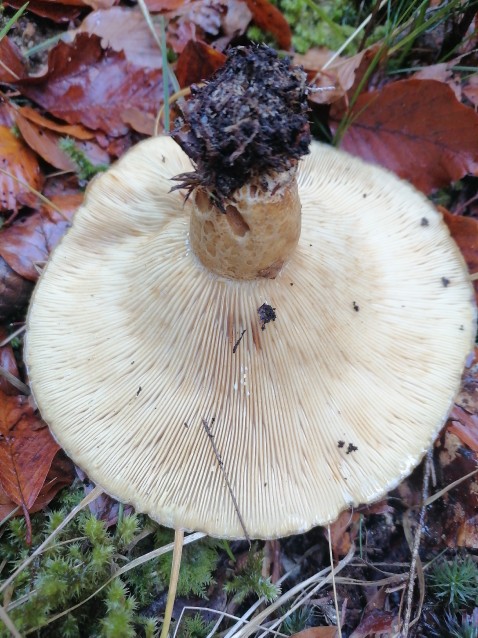 Lactarius scrobiculatus