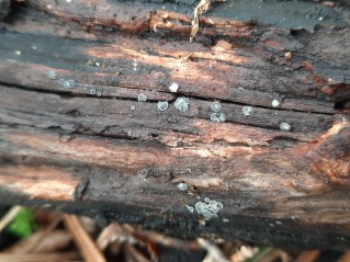 Mollisia cinerea