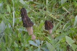 Morchella costata