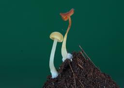 Lactocollybia cycadicola