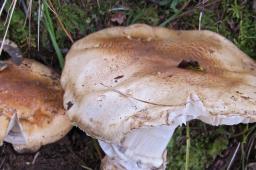 Catathelasma imperiale