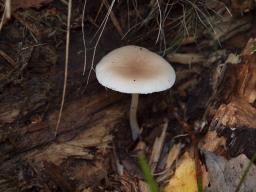 Pluteus hiatulus