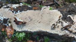 Phlebia rufa