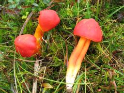 Hygrocybe splendidissima