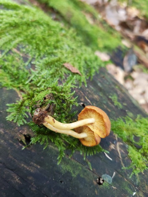 Tricholomopsis rutilans