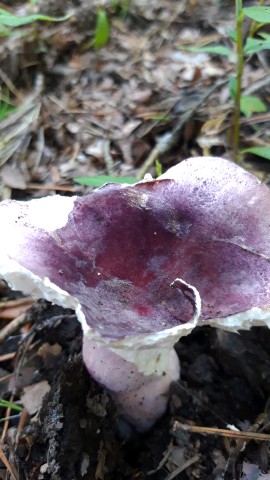 Russula amoena