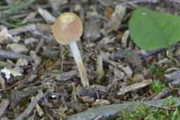 Psathyrella senex