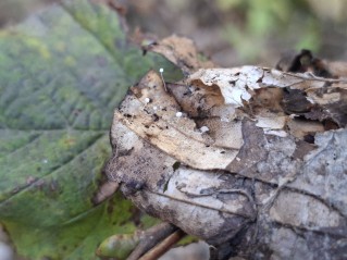 Mycena capillaris