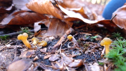 Leotia lubrica