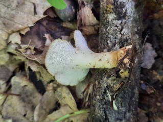 Polyporus tuberaster