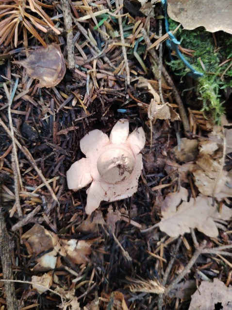 Geastrum rufescens