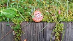 Lactarius aurantiacus