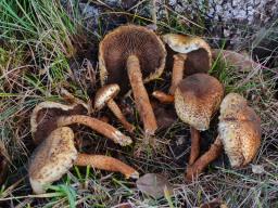 Pholiota squarrosa