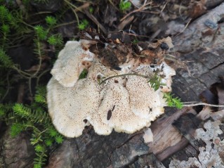 Abortiporus biennis