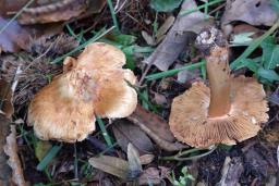 Inocybe fraudans